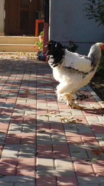  - POZE TINERET 2016 AUG