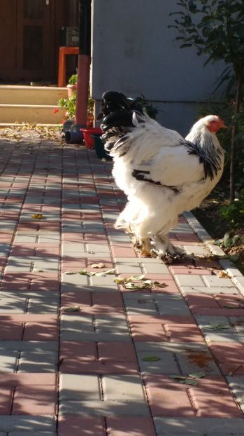  - POZE TINERET 2016 AUG
