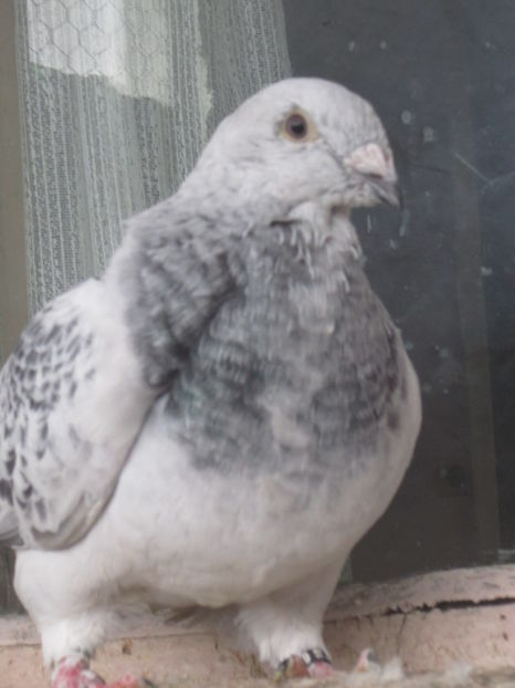 PORSCHE M 2016; FIU CRISTIANO!!
