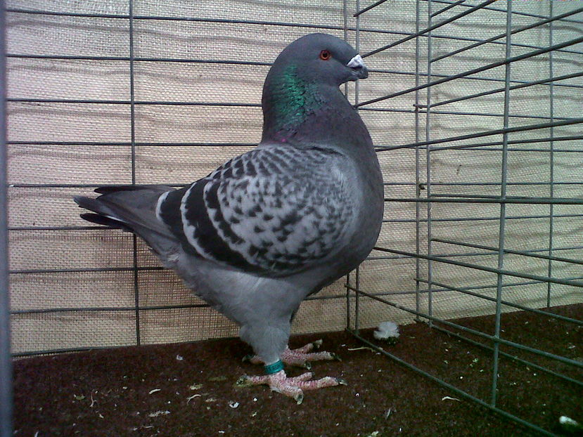 Iulian Nastase - National Young Bird Show - Louisville -Ky