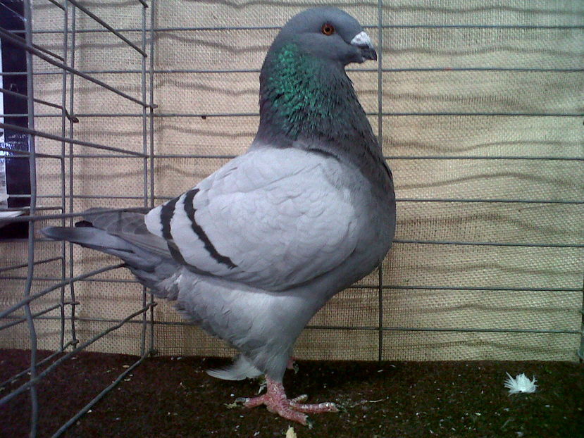 Champion Cock - National Young Bird Show - Louisville -Ky