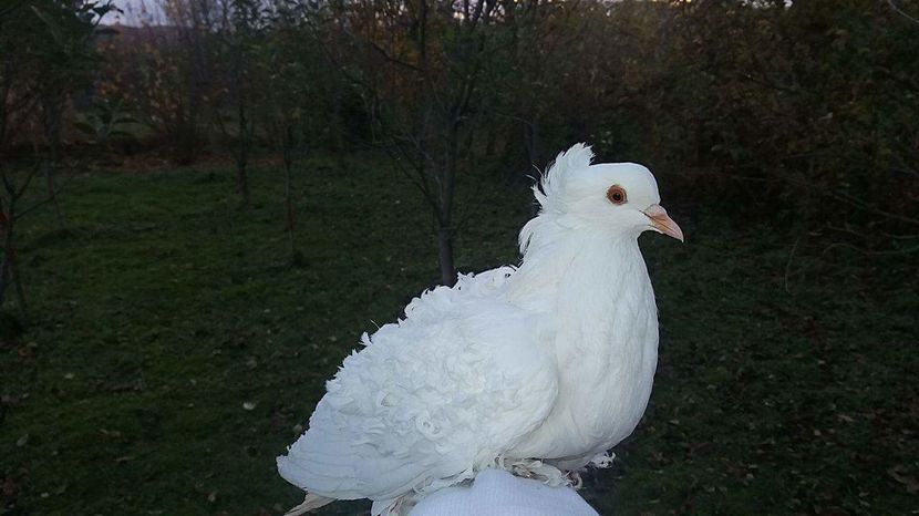 Îngeraş în livadă - O pereche Creti Francezi