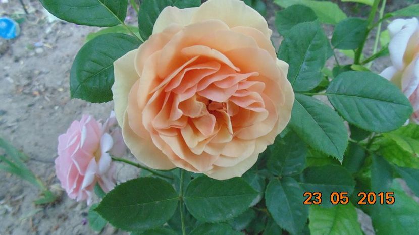 11412378_1017070248333309_8285760265337338047_n