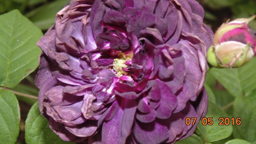 13124721_1024318070981004_7360471431276703913_n