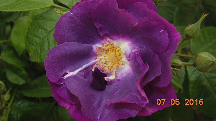 13124925_1024318120980999_4952208357096707372_n