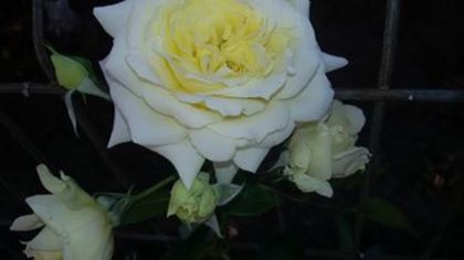 13466192_1262609030446095_2949704443879659809_n