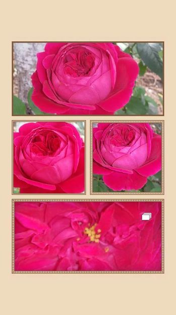 13494908_1262567853783546_8847112383427357026_n