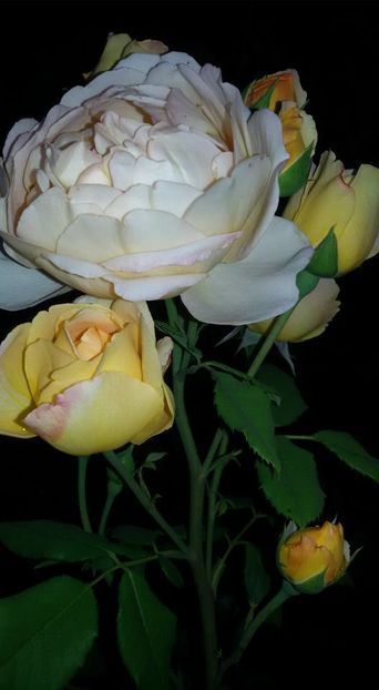 13508923_1264987860208212_1749376608311597403_n