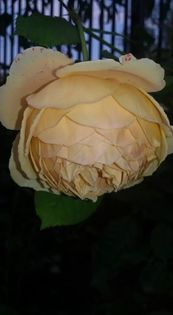 14212675_1330483826991948_1083433294419264248_n