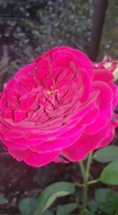 14212810_1330483516991979_5013449512455452238_n