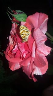 14224946_1330483430325321_5337013470083894369_n