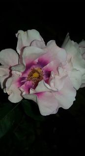 14237592_1330483870325277_3007706660098087904_n