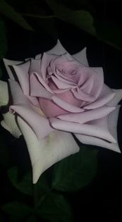 14291780_1330483343658663_5840290323513451852_n