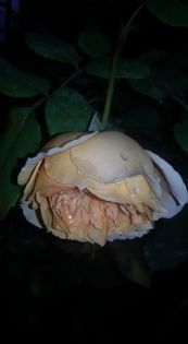 14292296_1330483476991983_3232205905227716648_n