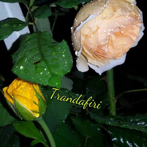 14203323_1330501516990179_312986515616421538_n - Trandafiri2016