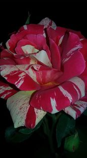 14199182_1330501200323544_4569341090969854988_n