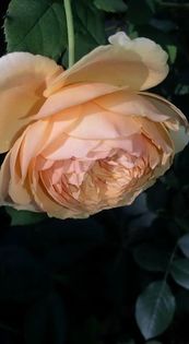 14202698_1330501070323557_6728625187779047845_n