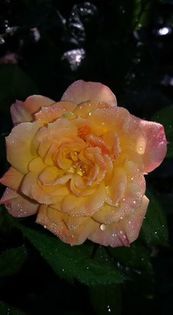 14203092_1330501830323481_7451952294414916525_n