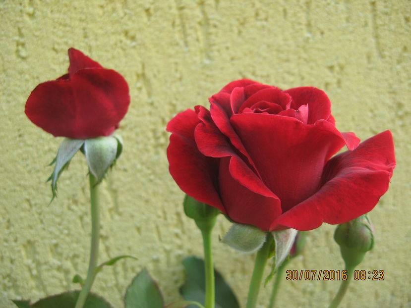 Picture 6912 - Trandafiri