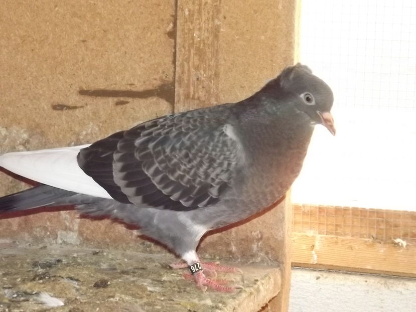  - Zburatori de Beograd