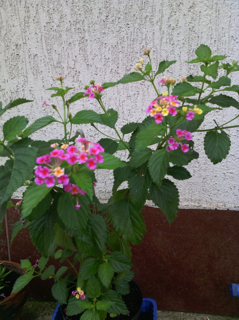 Lantana