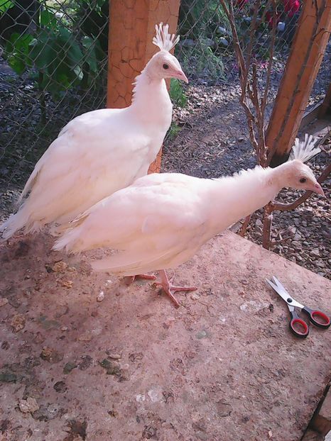 Photo0297 - Pauni albi Dominik si Dorothyi