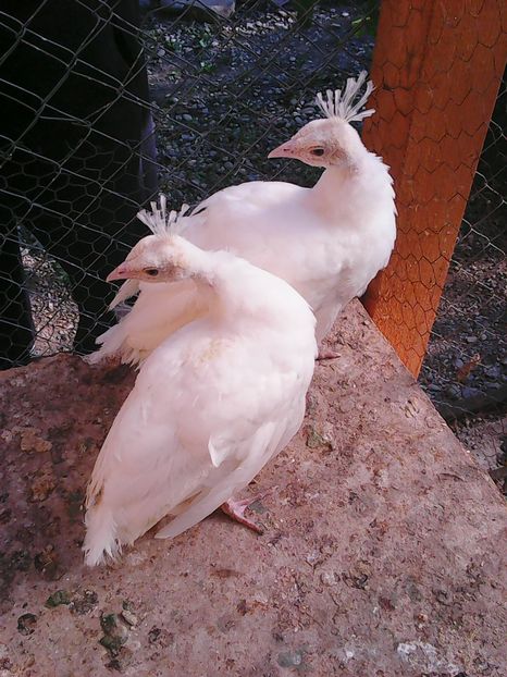 Photo0299 - Pauni albi Dominik si Dorothyi