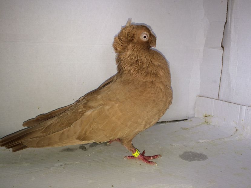 847  femela  2011 - Plecați ALBUM 2