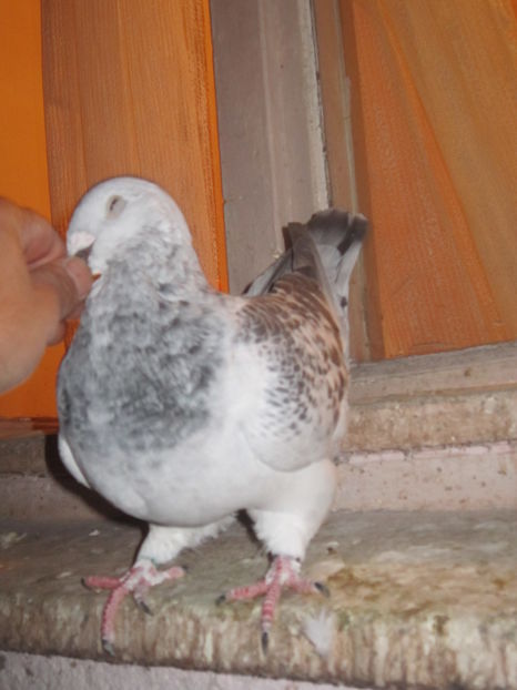 FIU CRISTIANO M 2016