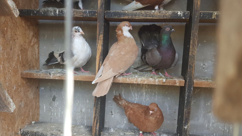  - 1825 Sorin Constantinescu