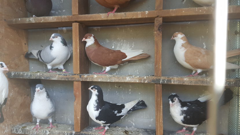  - 1825 Sorin Constantinescu