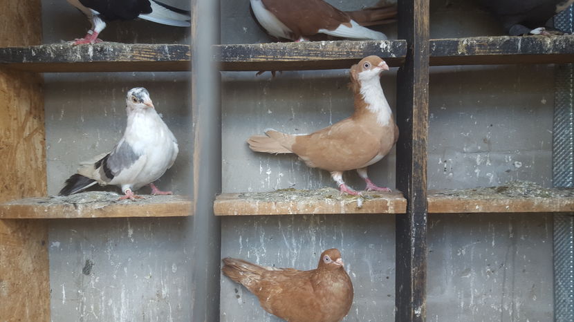  - 1825 Sorin Constantinescu