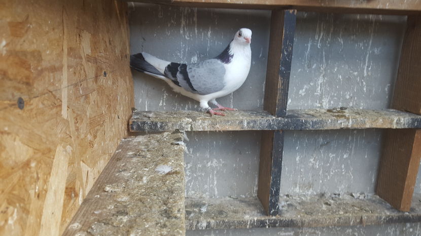  - 1825 Sorin Constantinescu