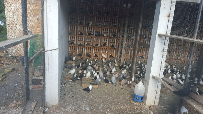  - 1825 Sorin Constantinescu