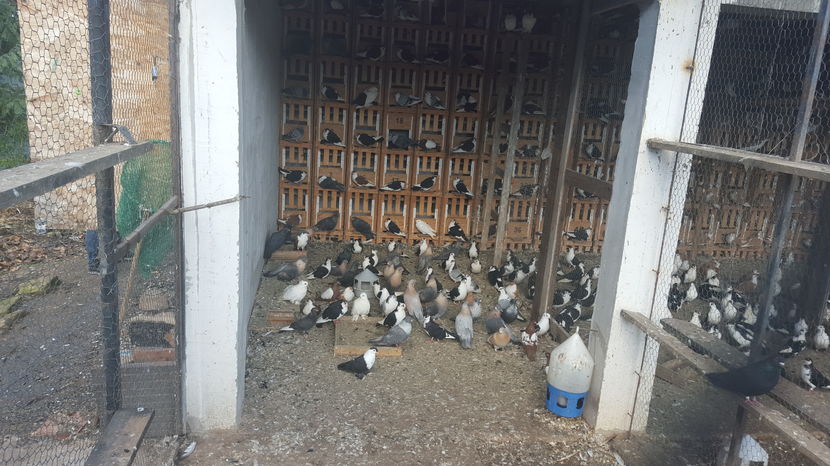  - 1825 Sorin Constantinescu