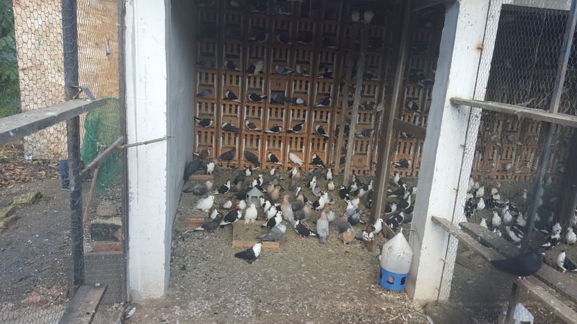  - 1825 Sorin Constantinescu