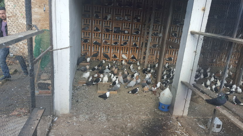  - 1825 Sorin Constantinescu