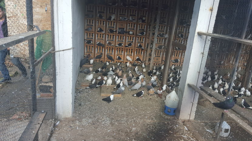  - 1825 Sorin Constantinescu