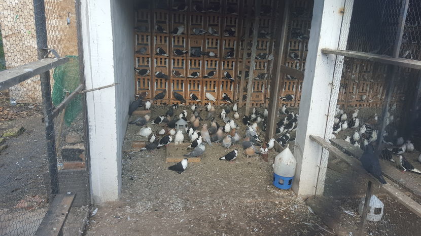  - 1825 Sorin Constantinescu