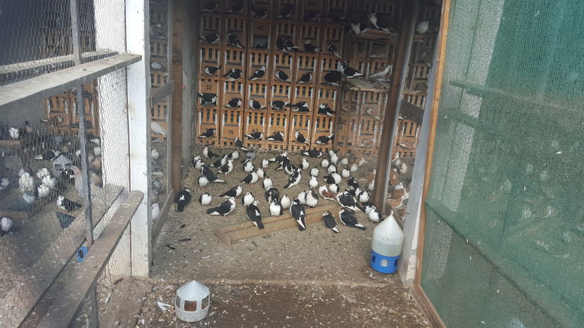  - 1825 Sorin Constantinescu