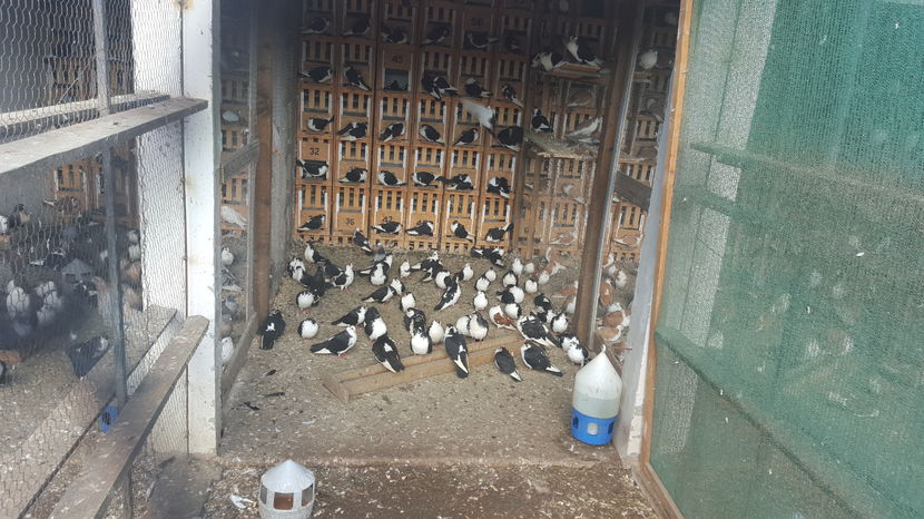  - 1825 Sorin Constantinescu