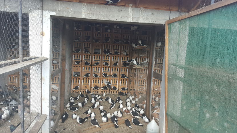  - 1825 Sorin Constantinescu