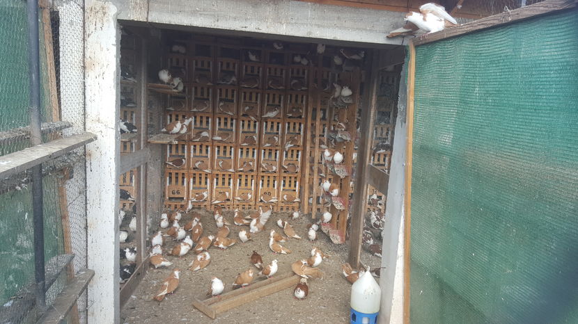  - 1825 Sorin Constantinescu