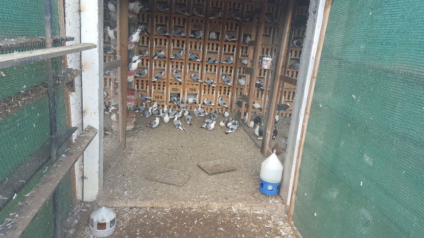  - 1825 Sorin Constantinescu