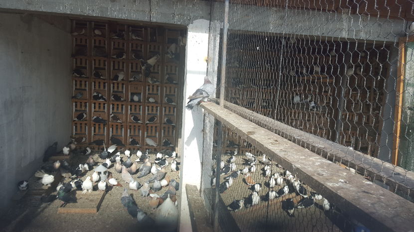  - 1825 Sorin Constantinescu