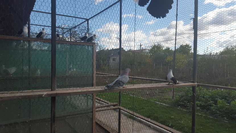  - 1825 Sorin Constantinescu