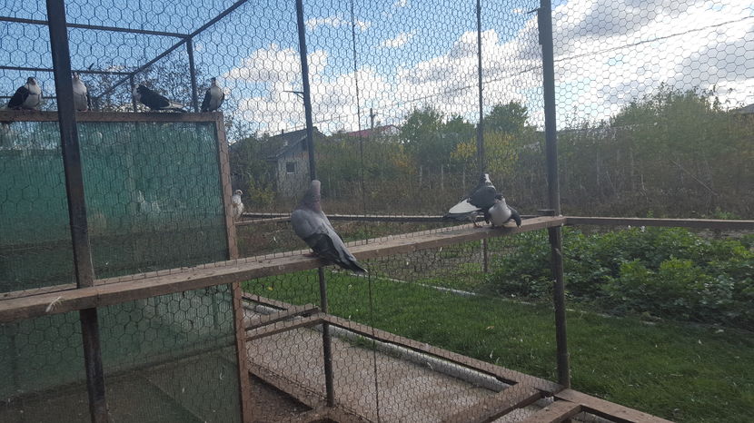  - 1825 Sorin Constantinescu