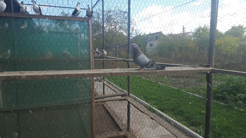  - 1825 Sorin Constantinescu