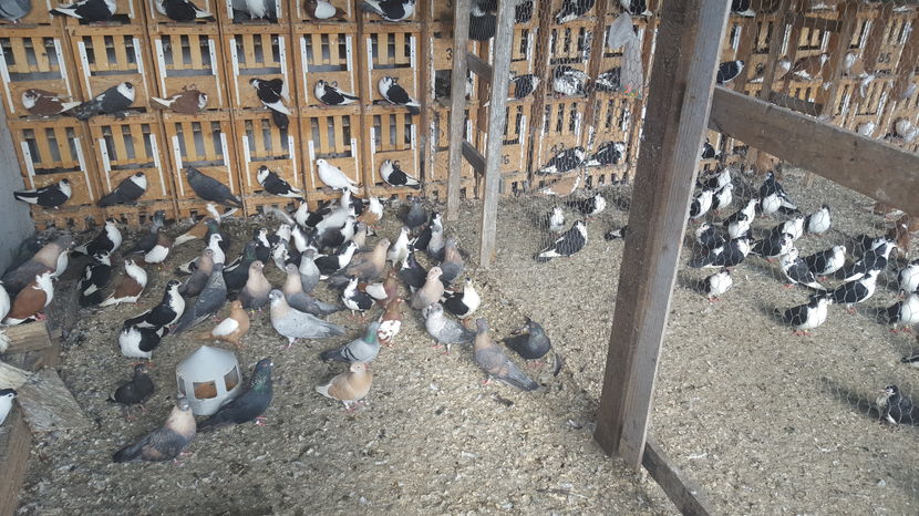  - 1825 Sorin Constantinescu