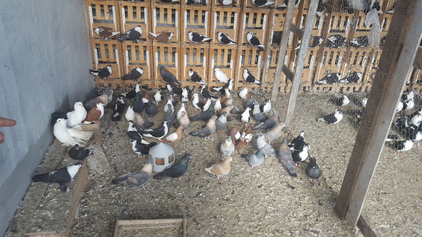  - 1825 Sorin Constantinescu